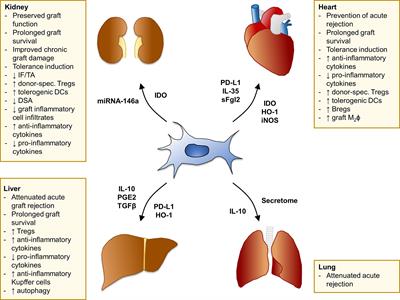 Mesenchymal Stromal Cell Therapy in Solid Organ Transplantation